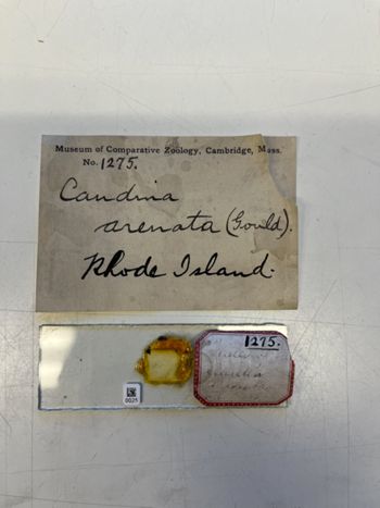 Media type: image;   Invertebrate Zoology HOL-1275 Description: Photograph of microscope slide and handwritten label.;  Aspect: slide